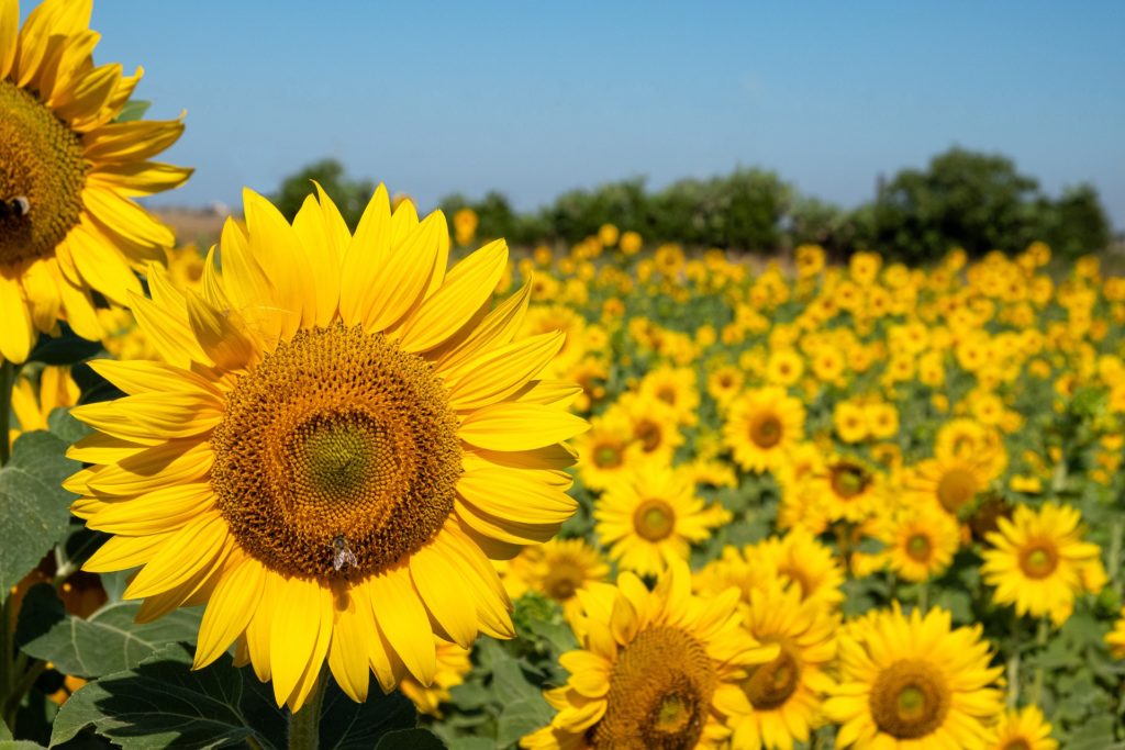 Vários girassóis. Imagem ilustrativa texto significados das flores.