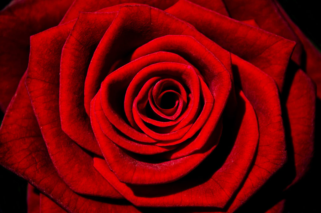 Close de rosa vermelha. Imagem ilustrativa texto significados das flores.