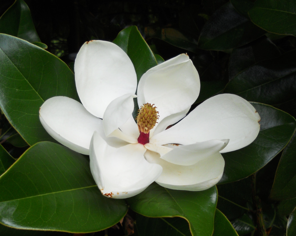 Gardênia. Imagem ilustrativa texto significados das flores.