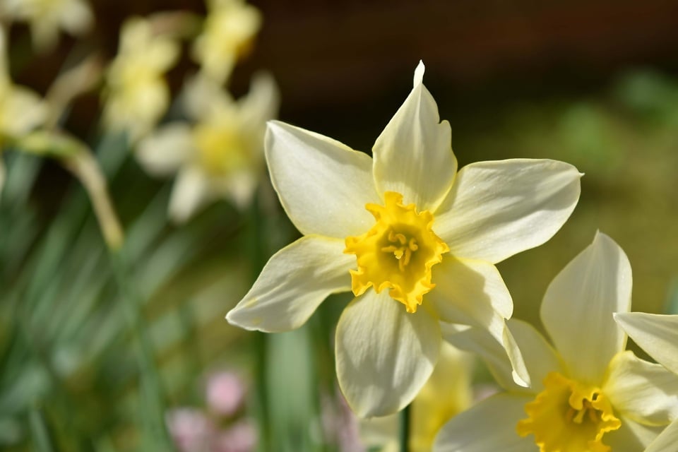 Narciso. Imagem ilustrativa texto significados das flores.