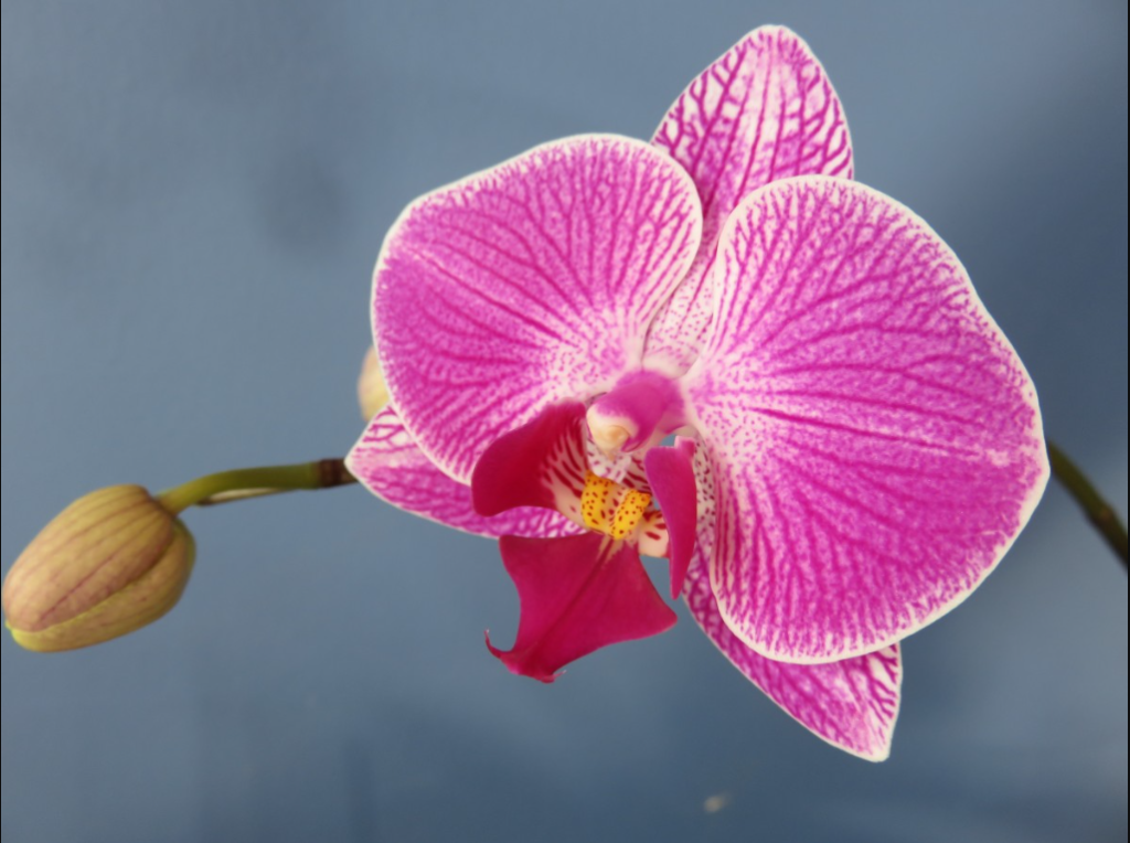 Orquídea.